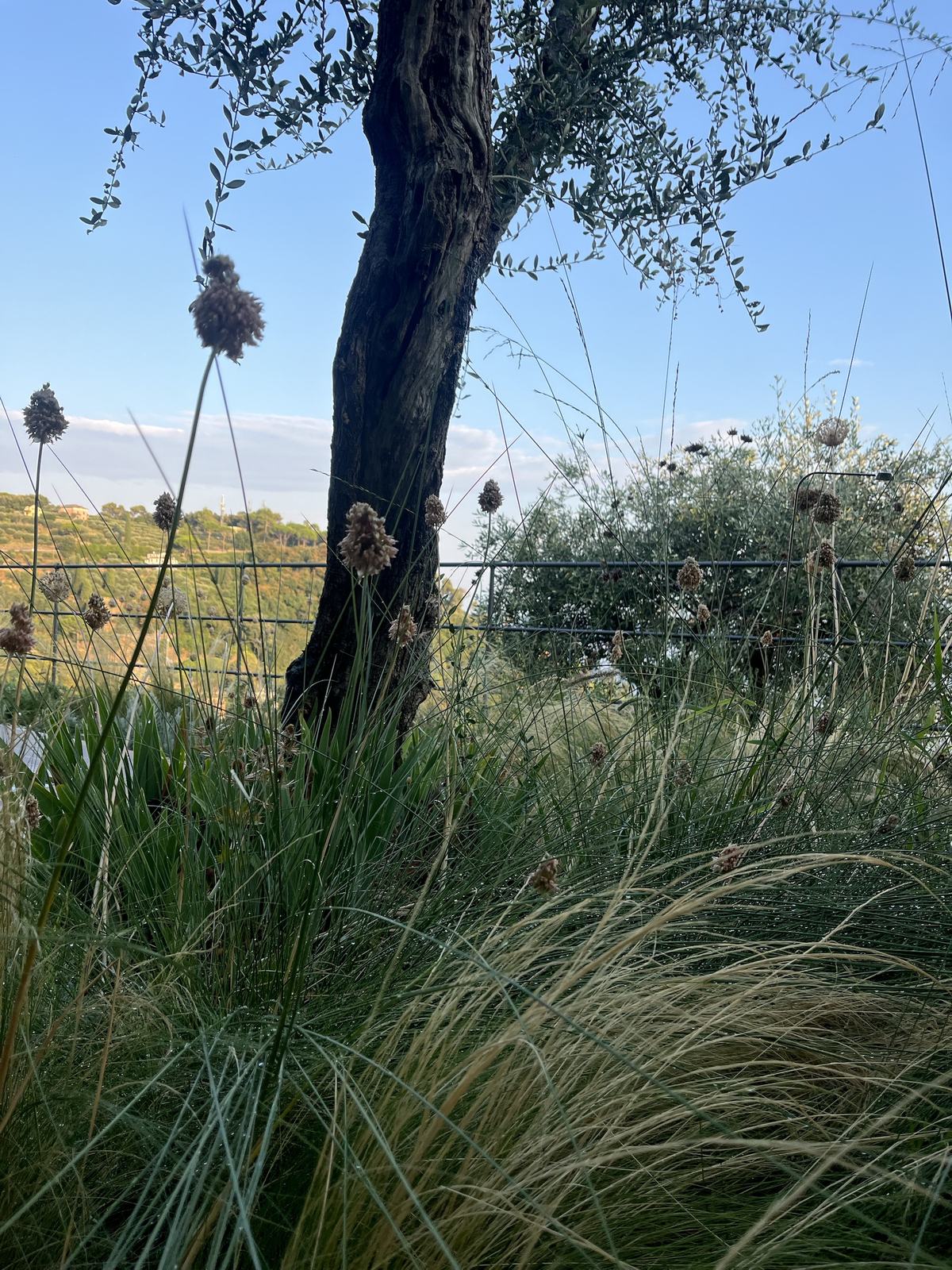 Il tronco di un olivo fra le graminacee e la ringhiera di ferro
