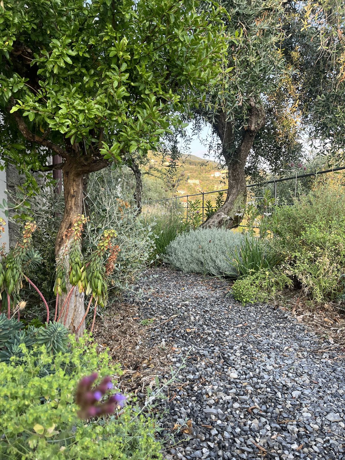 Un passaggio di pietrisco fra il melograno e gli olivi