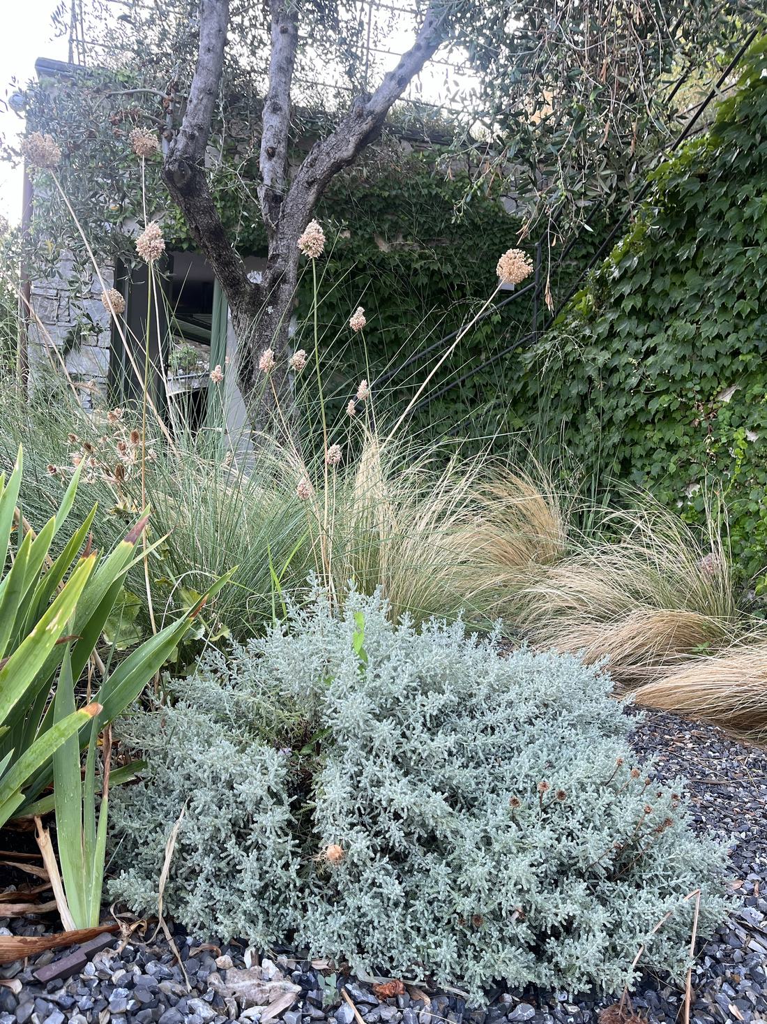 Ombrelle secche di allium sopra le santoline e le stipe